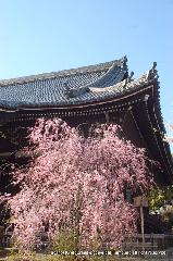 西陣の日蓮宗寺院の櫻　その2