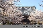 西陣の日蓮宗寺院の櫻　その2 : 本堂正面　扁額の『立本寺』の文字は本阿弥光悦の筆