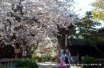 西陣の日蓮宗寺院の櫻　その2