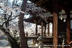 西陣の日蓮宗寺院の櫻　その2 : 鬼子母神堂(刹堂)