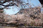 西陣の日蓮宗寺院の櫻　その2