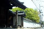 西陣の日蓮宗寺院の櫻　その2