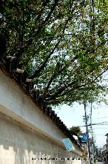 西陣の日蓮宗寺院の櫻　その2 : 塀の上にはお会式桜　塀の先には紅しだれ