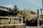 西陣の日蓮宗寺院の櫻　その2