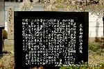 西陣の日蓮宗寺院の櫻　その2