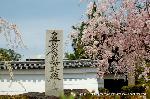 西陣の日蓮宗寺院の櫻　その2
