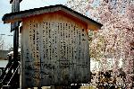西陣の日蓮宗寺院の櫻　その2
