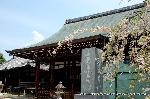 西陣の日蓮宗寺院の櫻　その2 : 三菩薩堂(祖師堂)