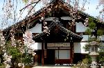 洛中洛外京桜図　一見さんの桜に通の桜　編　その二 : 庫裏正面