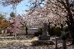 西陣の日蓮宗寺院の櫻　その2