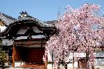 西陣の日蓮宗寺院の櫻　その2 : 紅しだれと大玄関