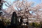 西陣の日蓮宗寺院の櫻　その2