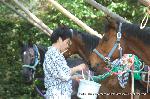 菖蒲の節句発祥の地　藤森神社