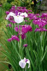 どこで愛でるか花菖蒲　その1