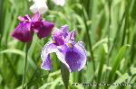 どこで愛でるか花菖蒲　その1