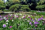 どこで愛でるか花菖蒲　その1