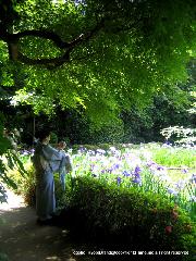 どこで愛でるか花菖蒲　その1