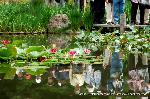 どこで愛でるか花菖蒲　その1