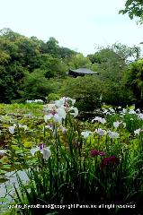 どこで愛でるか花菖蒲　その2 : 花菖蒲ごしに観音堂を望む