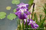 どこで愛でるか花菖蒲　その2