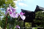 どこで愛でるか花菖蒲　その2 : 庫裏大玄関