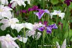 どこで愛でるか花菖蒲　その2