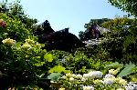 どこで愛でるか花菖蒲　その2 : 蓮の前には、苑池の周りに紫陽花や花菖蒲が花開かせる