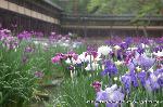 どこで愛でるか花菖蒲　その2