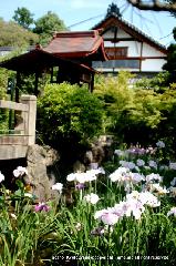 どこで愛でるか花菖蒲　その2