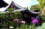 どこで愛でるか花菖蒲　その2 : 礼堂