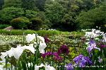 どこで愛でるか花菖蒲　その2 : 氷室池の花菖蒲