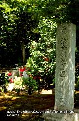 京の蓮/観蓮会（かんれんえ） : 名勝法金剛院庭園