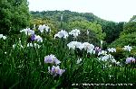 どこで愛でるか花菖蒲　その2