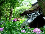 京の紫陽花めぐり　藤森神社