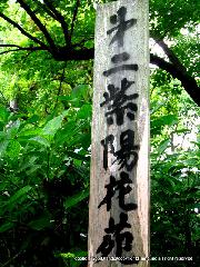 京の紫陽花めぐり　藤森神社