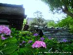 京の紫陽花めぐり　藤森神社
