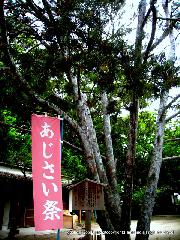 京の紫陽花めぐり　藤森神社