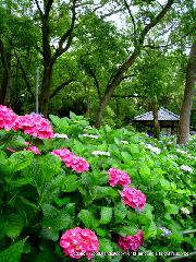 京の紫陽花めぐり　藤森神社