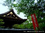 京の紫陽花めぐり　藤森神社