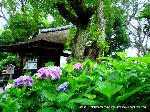 京の紫陽花めぐり　藤森神社