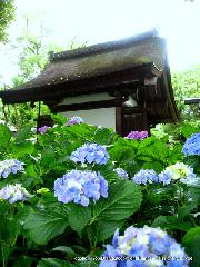 京の紫陽花めぐり　藤森神社