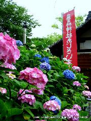 京の紫陽花めぐり　藤森神社