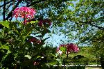 京の紫陽花めぐり　梅宮大社編