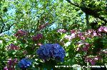 京の紫陽花めぐり　梅宮大社編