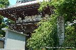 京の紫陽花めぐり　梅宮大社編