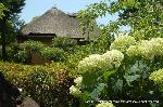 京の紫陽花めぐり　梅宮大社編 : 東屋(芦のまろ屋)