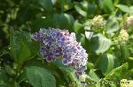 京の紫陽花めぐり　梅宮大社編