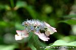 京の紫陽花めぐり　梅宮大社編 : 青覆輪清澄沢
