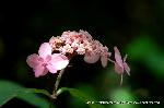 京の紫陽花めぐり　梅宮大社編 : 仁淀八重