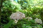 京の紫陽花めぐり　梅宮大社編 : 伊予テマリ